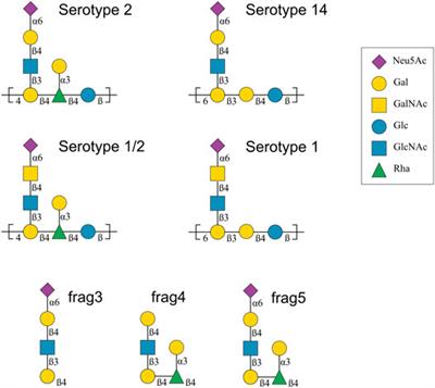 Comparative Molecular Modelling of Capsular Polysaccharide Conformations in Streptococcus suis Serotypes 1, 2, 1/2 and 14 Identifies Common Epitopes for Antibody Binding